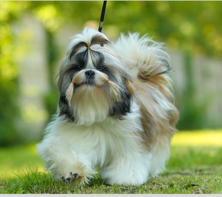 I want to adopt a sale shih tzu