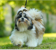 Shih Tzu Adoption In Kelowna BC Shih Tzu Puppies For Sale In Kelowna 