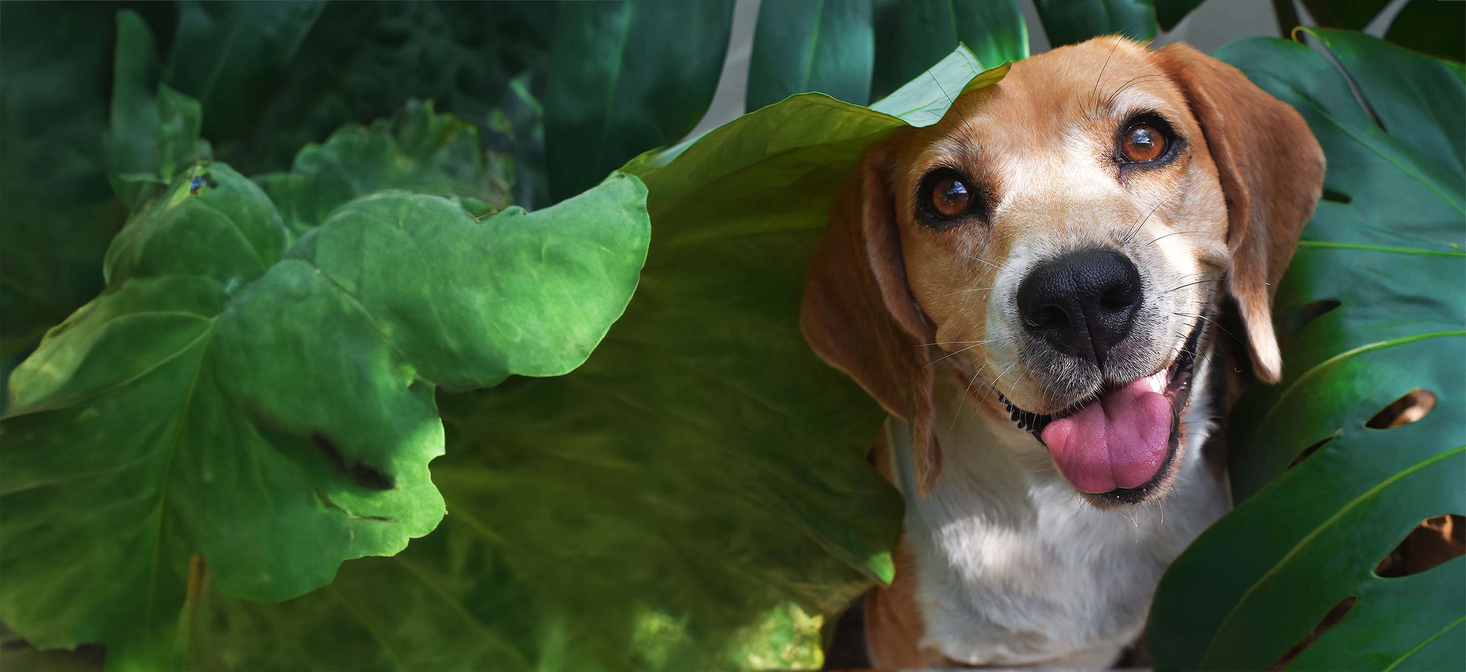 Beagle standing in between leaves image