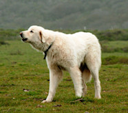Akbash Breed Profile Things To Know Before Adopting A Akbash