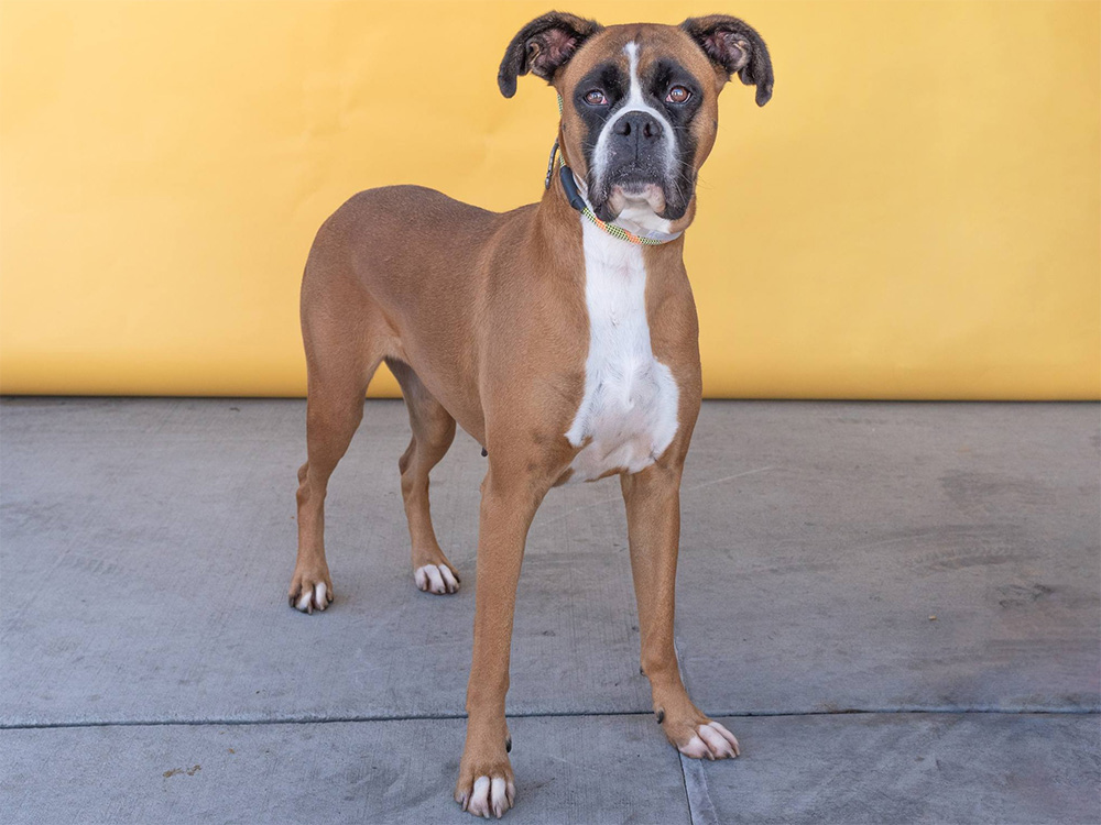 Austin Boxer Boxer Dog Rescue Near Me Animal Adoption Boxer