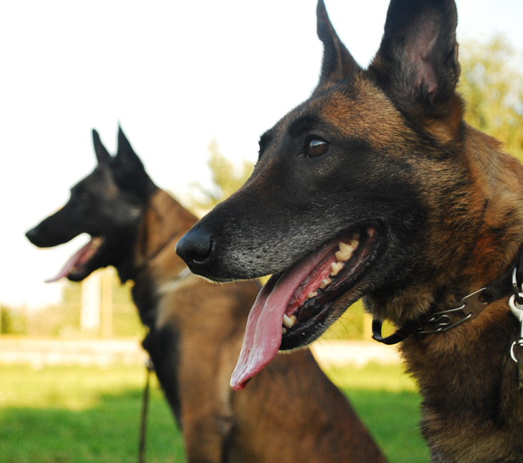 Picture of Belgian Shepherd