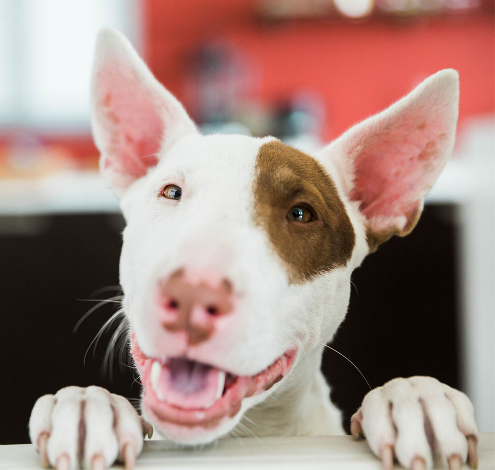 Picture of Miniature Bull Terrier