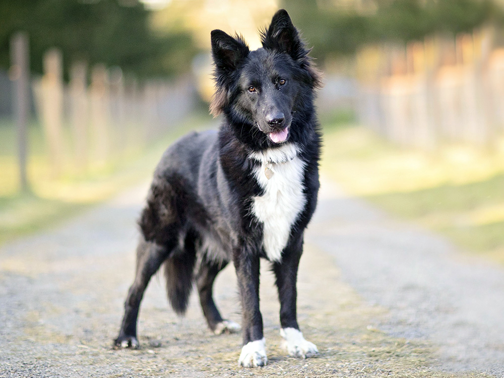 German shepherd hypoallergenic mix fashion