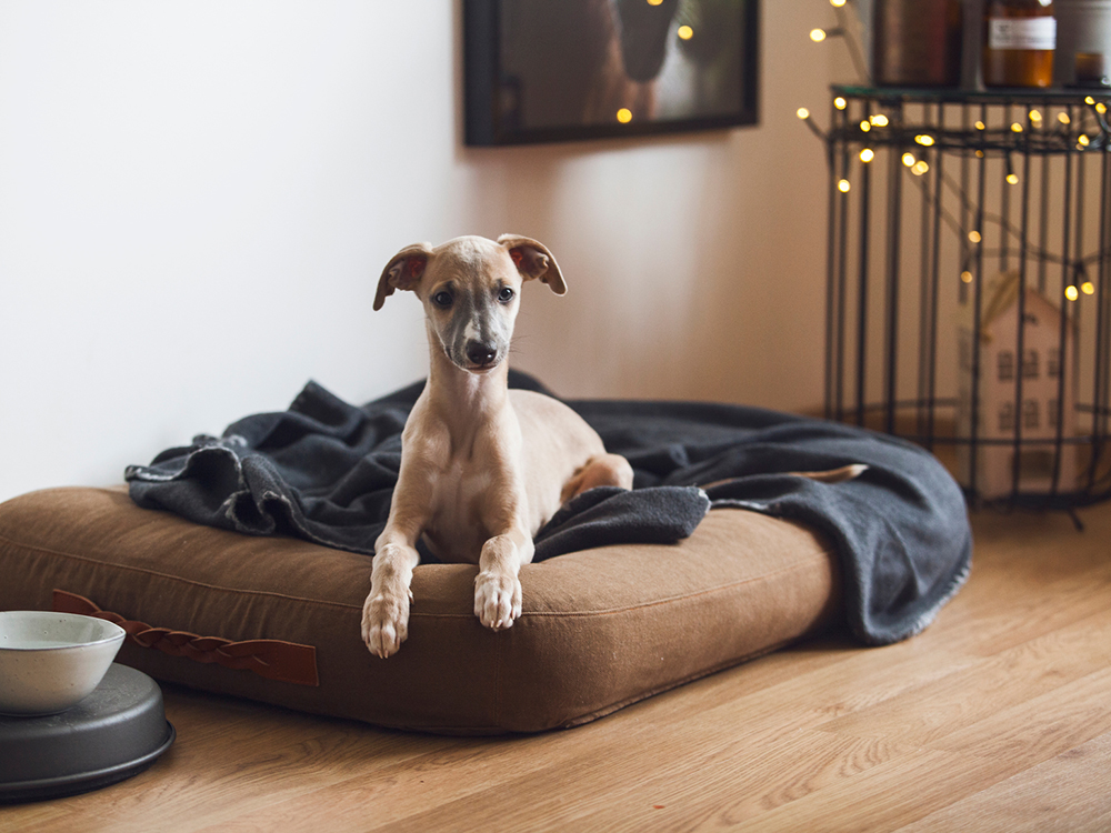 Use Platform Dog Training to Elevate Your Pup's Skills - Adopt a Pet