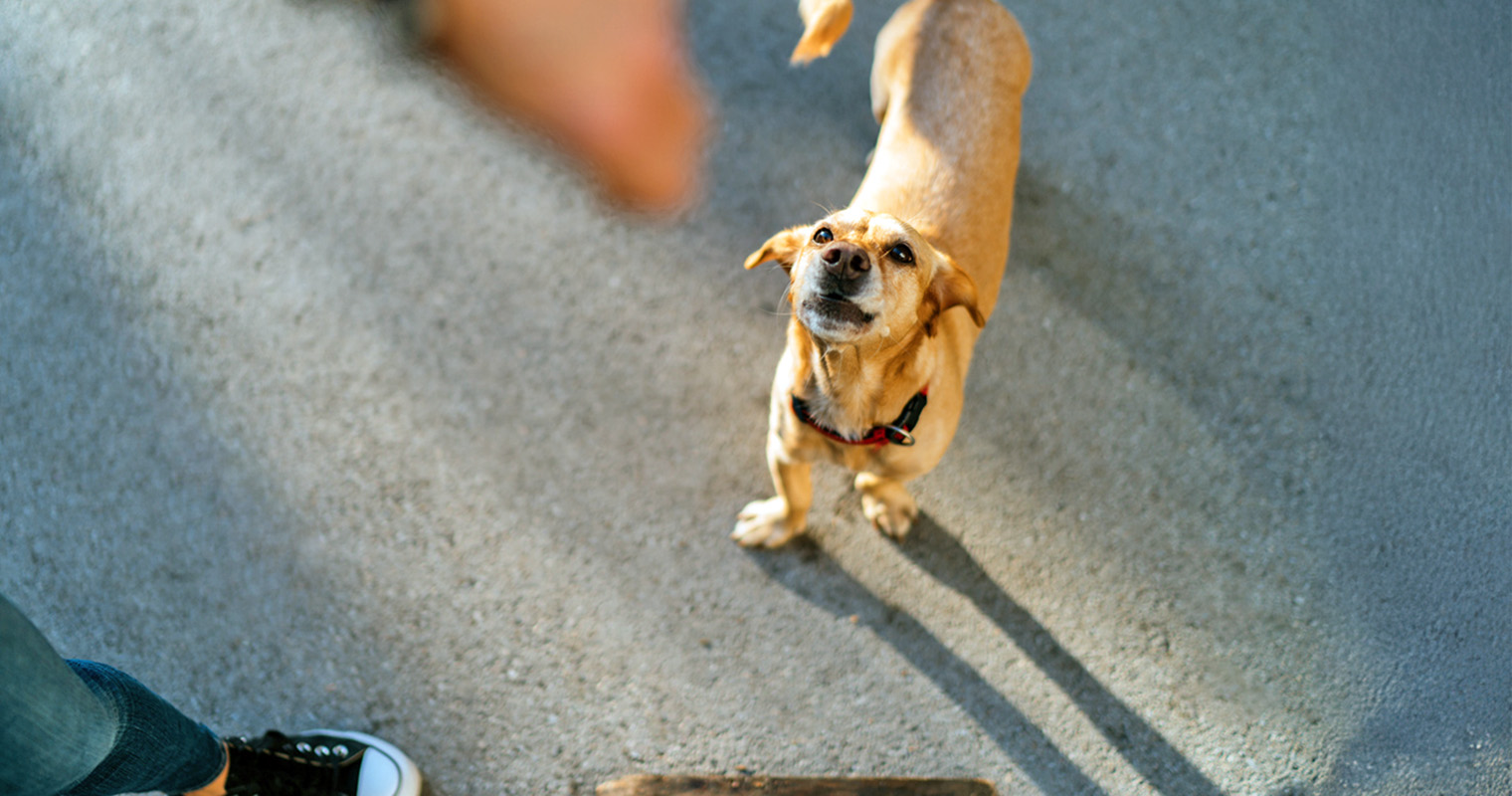 Why Does My Dog Bark at People?