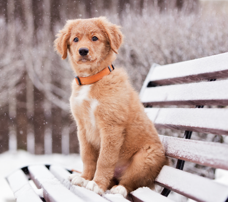 Duck toller best sale retriever puppy