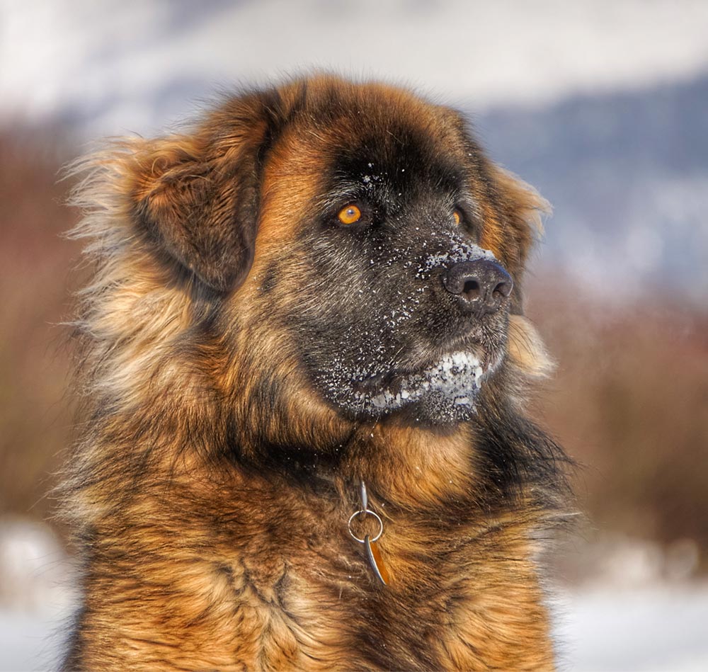 Picture of Caucasian Shepherd Dog