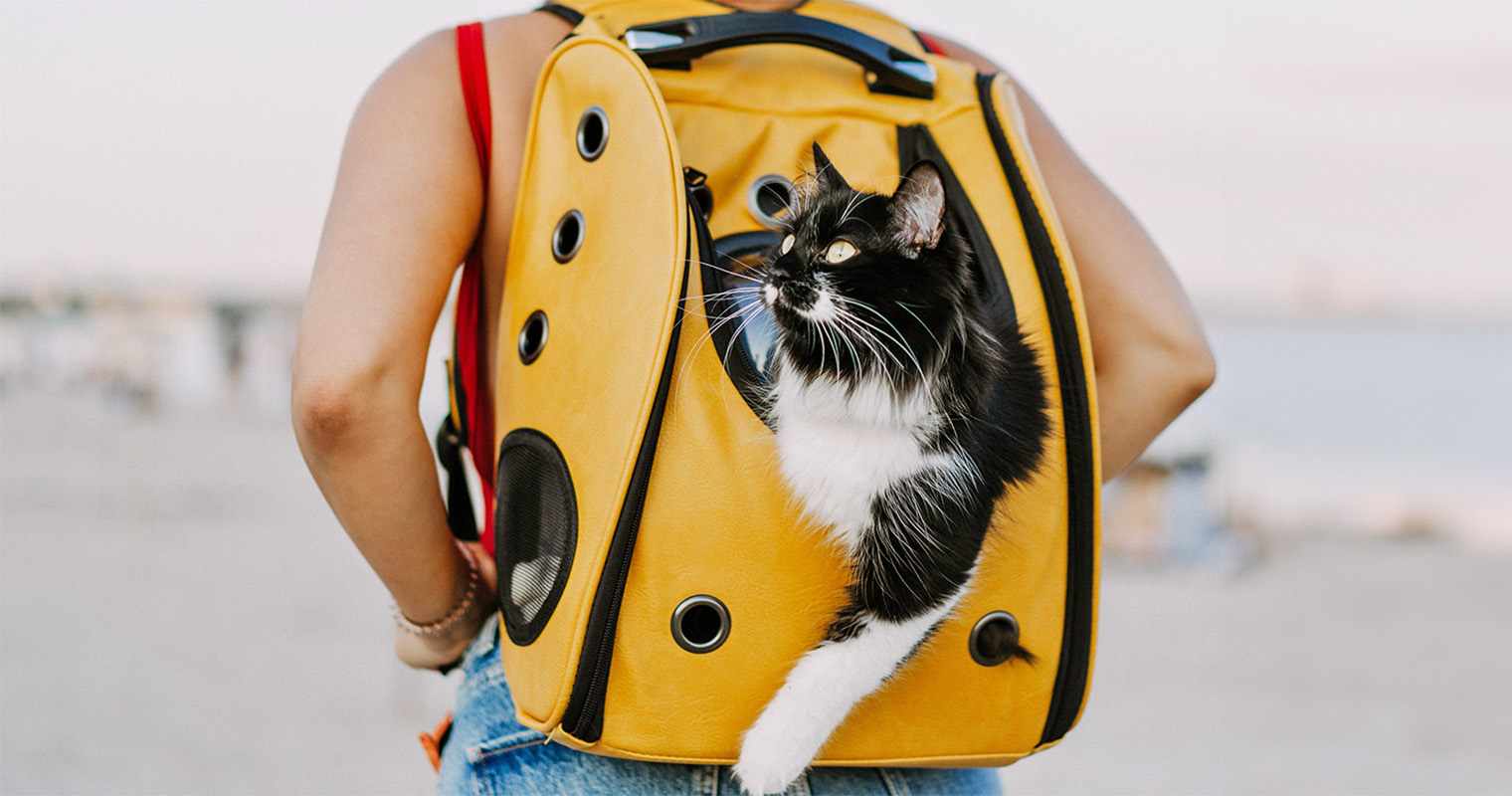 How to Choose a Cat Carrier?