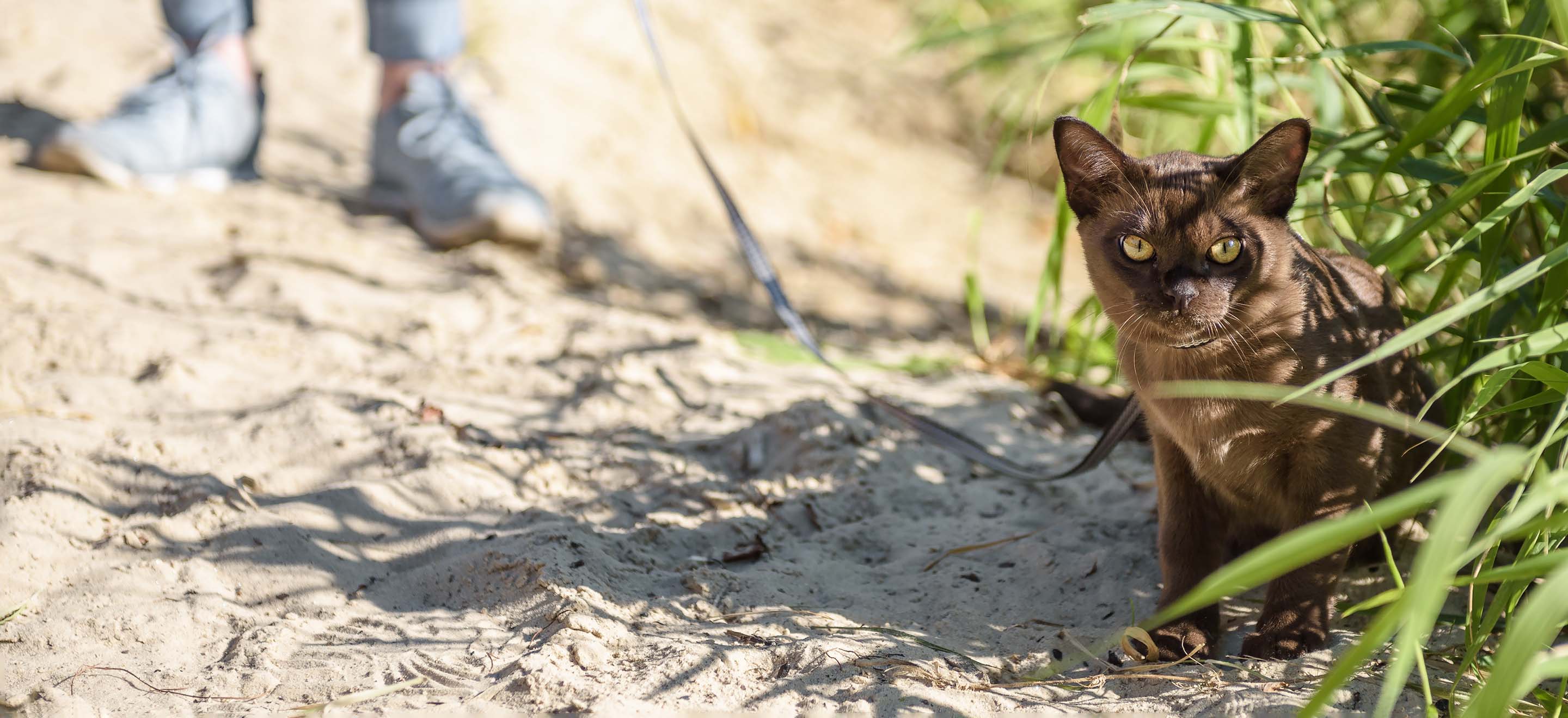 A Burmese cat standing in the shelter of tall grass at the beach image