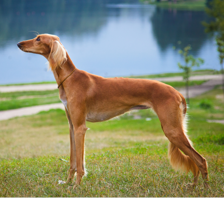 Saluki puppies 2024 near me