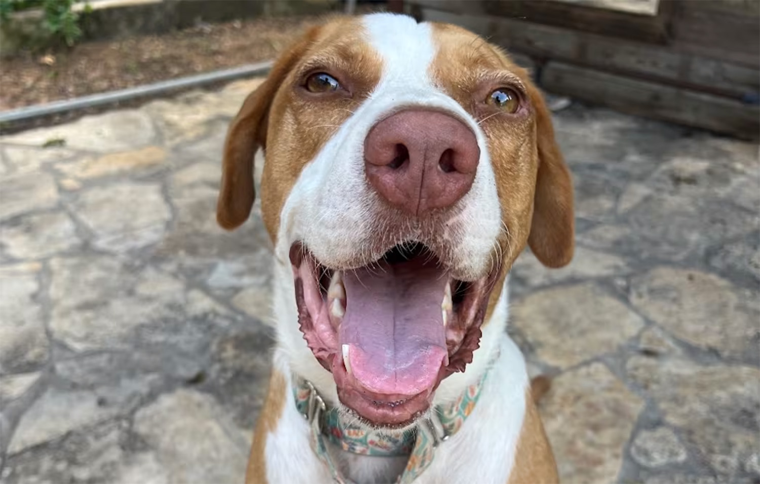 This Shelter Favorite Has Been Waiting More Than Two Years for a Home