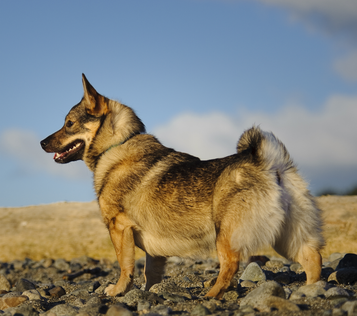 Swedish vallhund 2024 puppies price