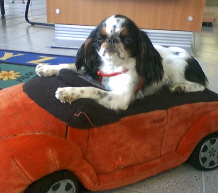 Picture of English Toy Spaniel