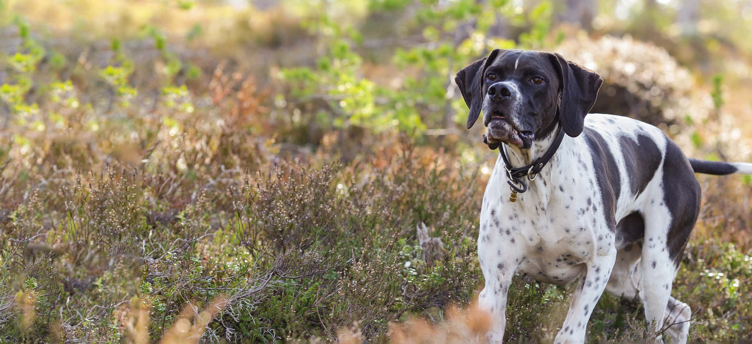 Pointer dog standing in the brush in nature image