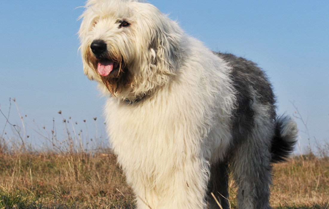 Old English Sheepdog Breed Profile Things to Know Before Adopting a Old English Sheepdog