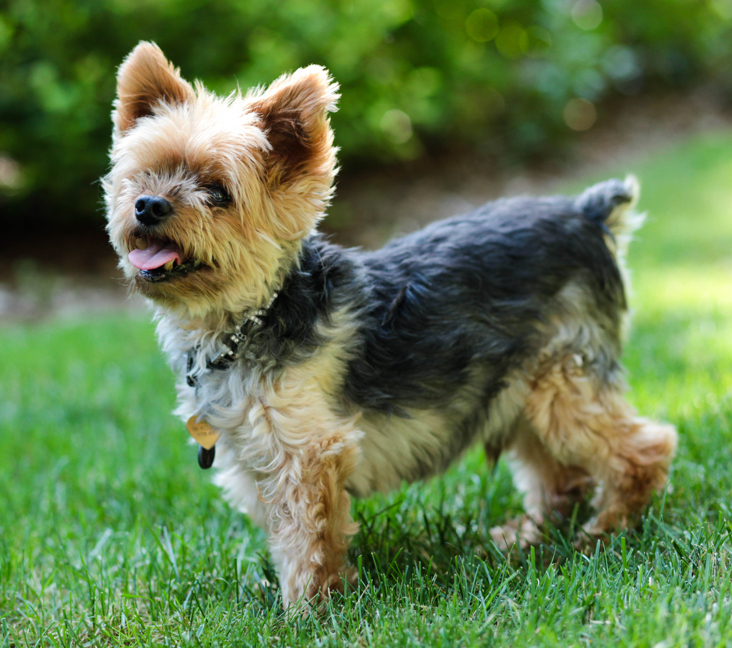 Picture of Yorkie, Yorkshire Terrier