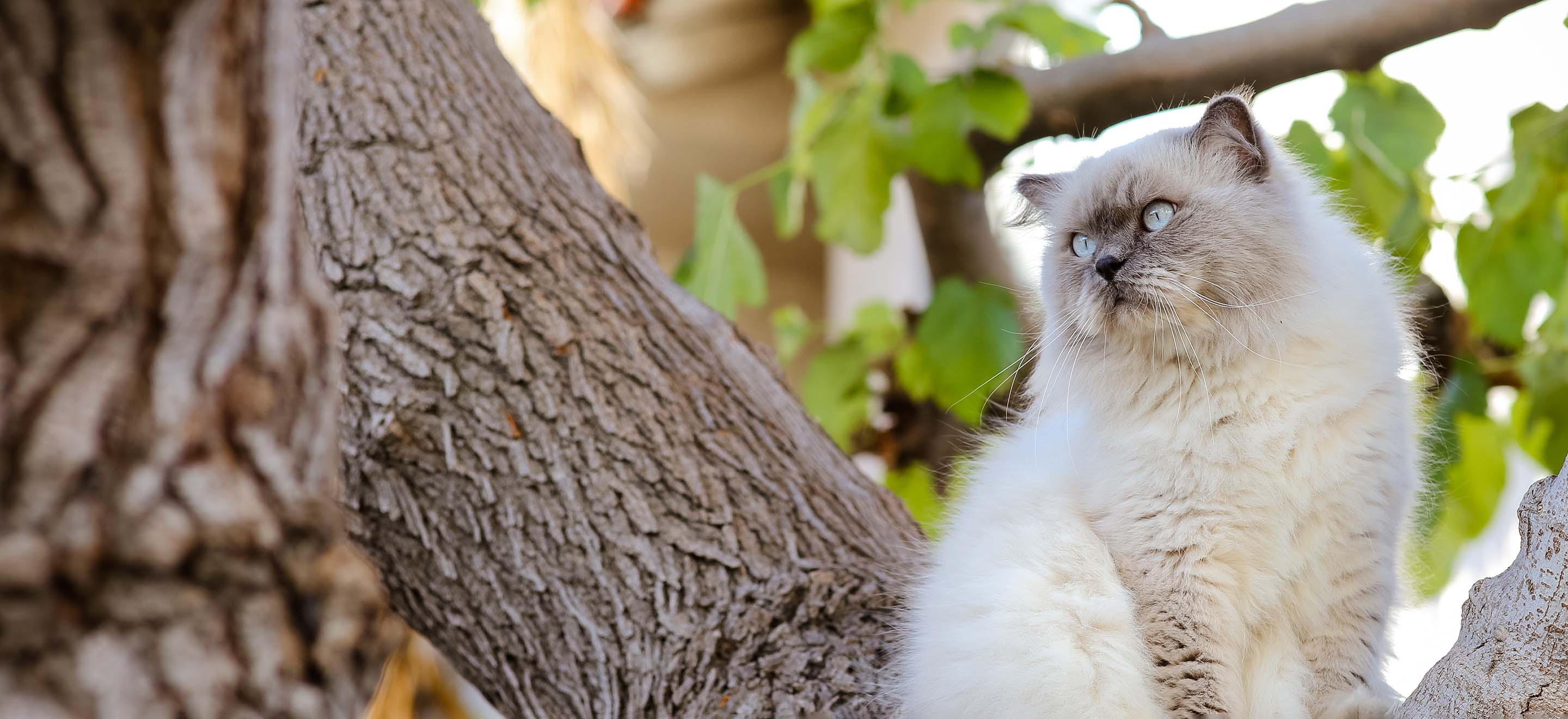 Himalayan cat standing in a tree looking to its right image
