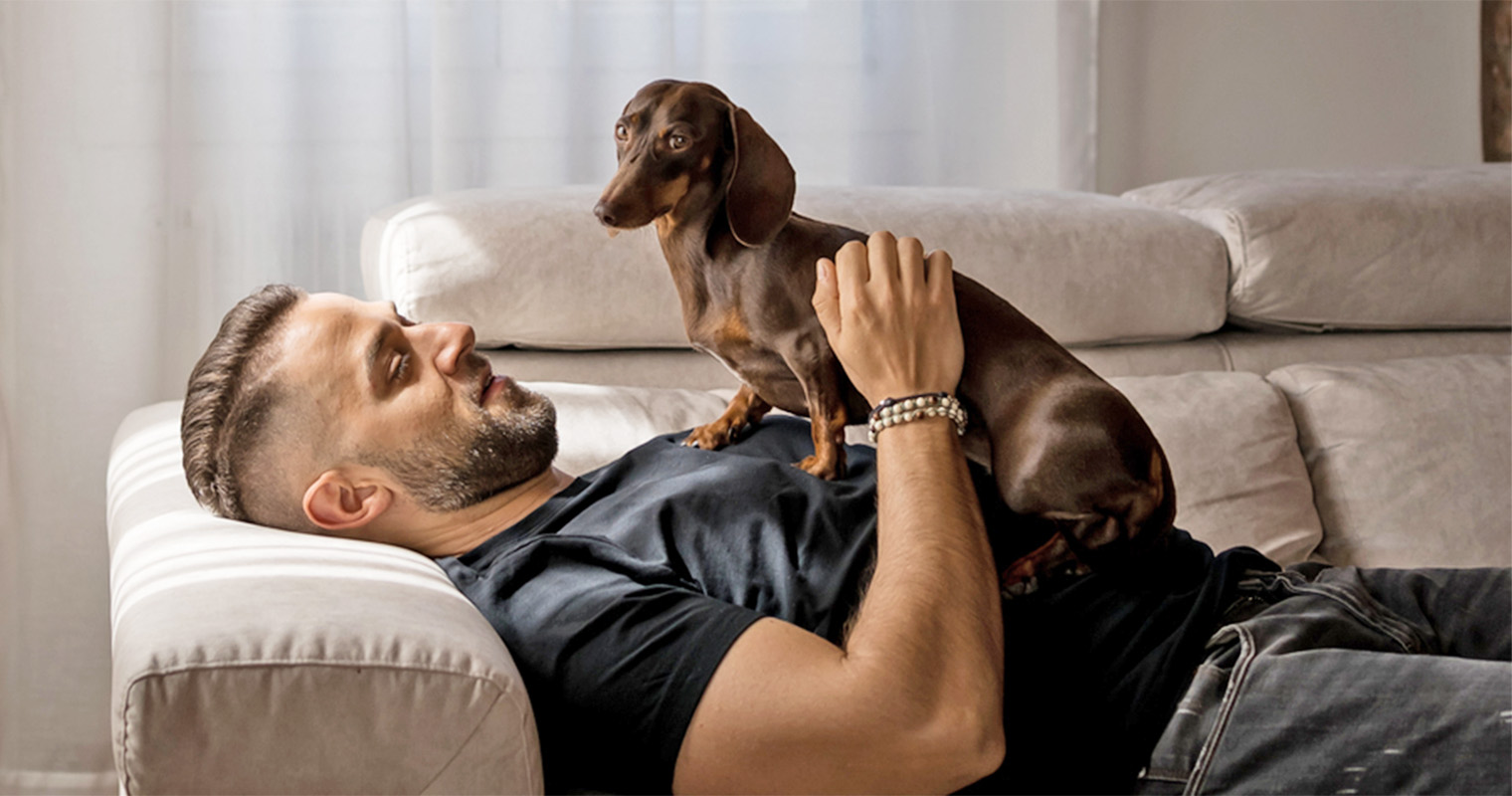 View of Epilepsy in Dogs: Causes, Symptoms, and Treatment Options