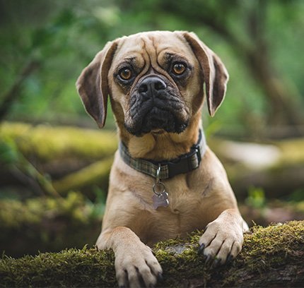 Picture of Puggle