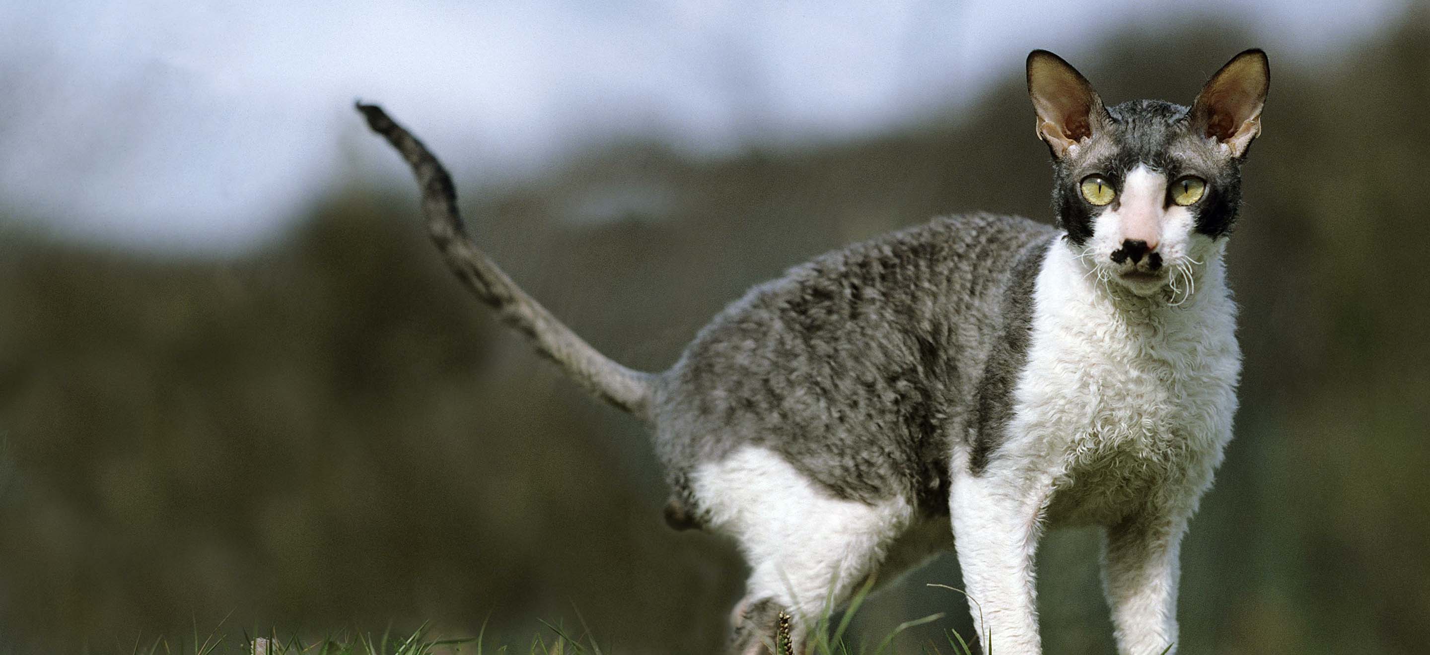 White and gray Cornish Rex cat standing outside image