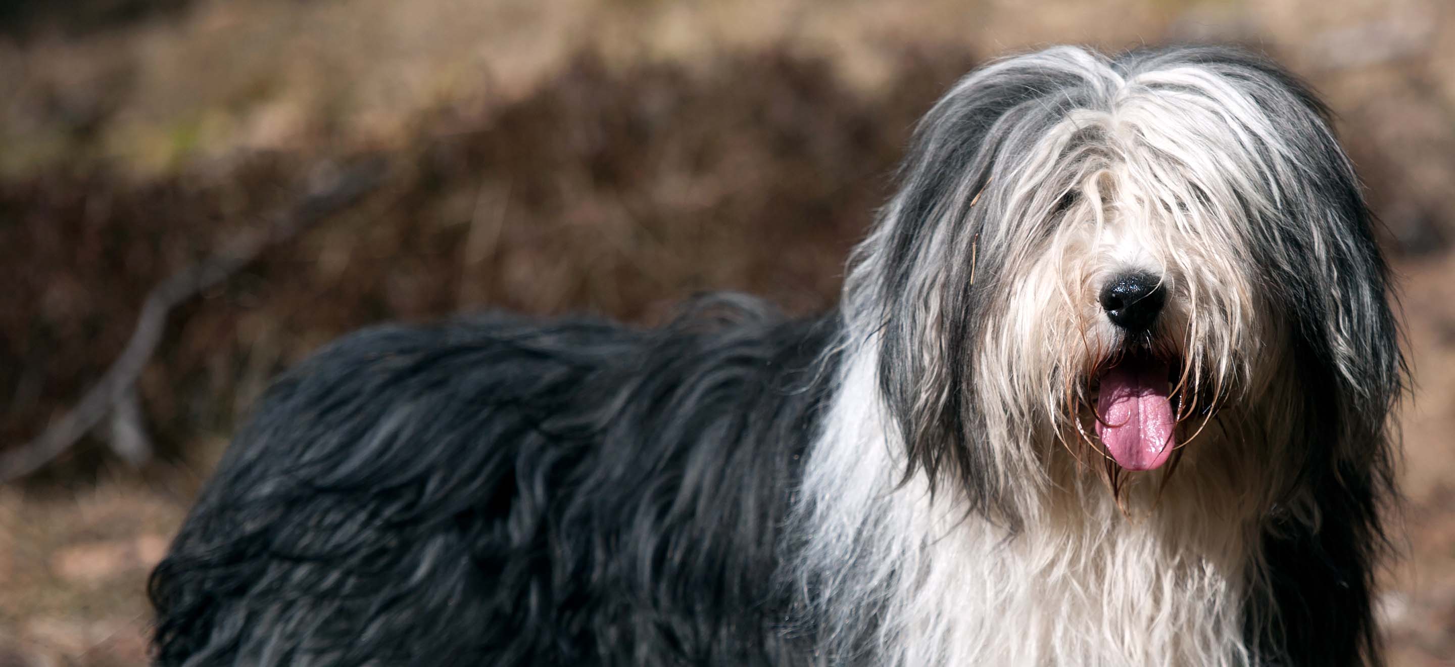 A Bearded Collie dog standing outside image