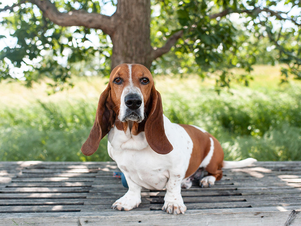 Hound Dog Breeds: Temperament, Traits, and Pictures