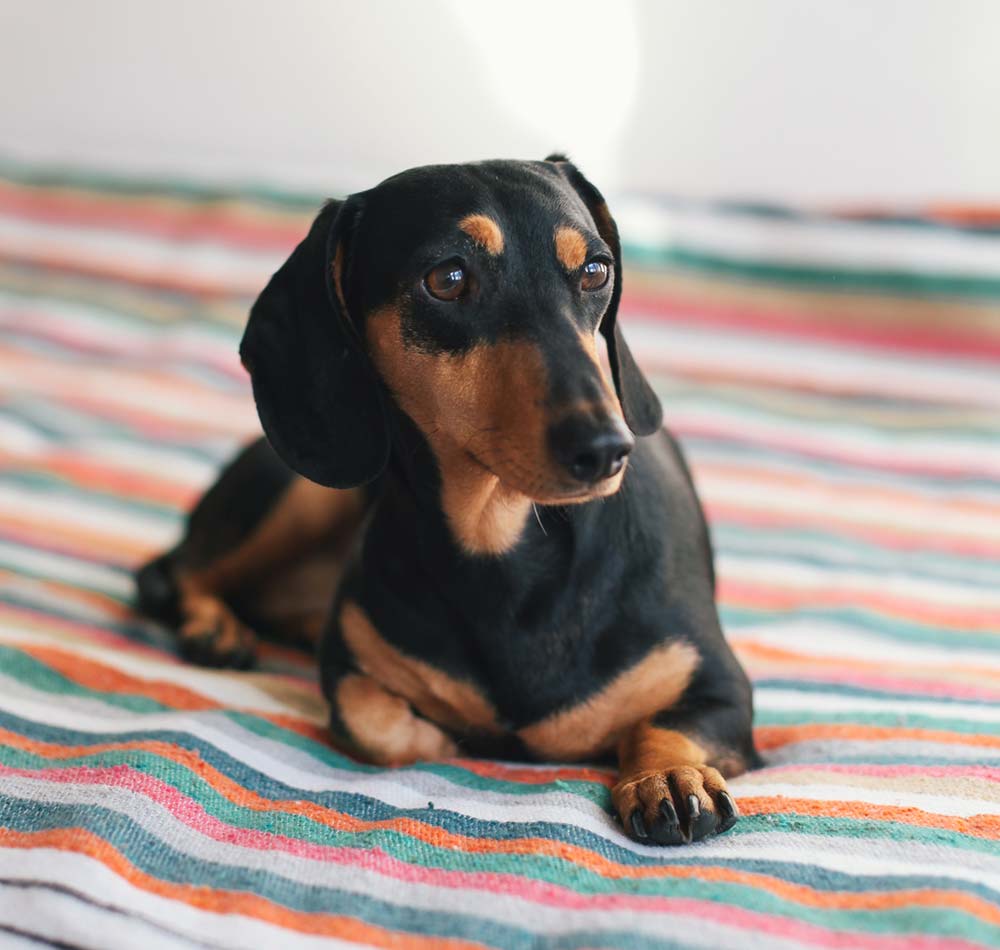 Picture of Miniature Dachshund