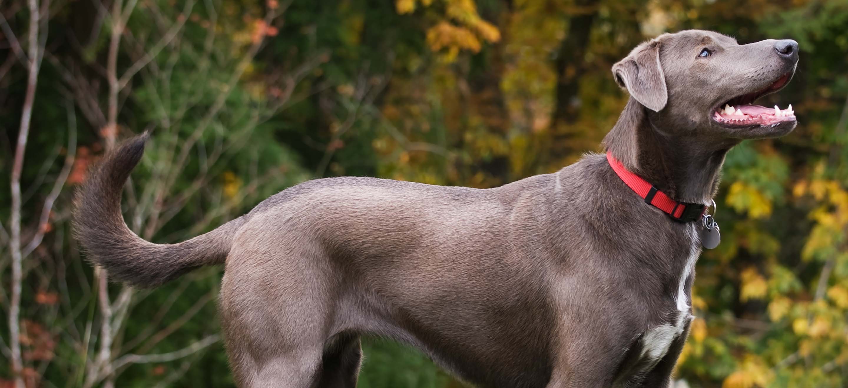 A Blue Lacy or Texas Lacy dog standing in front of trees in Autumn image