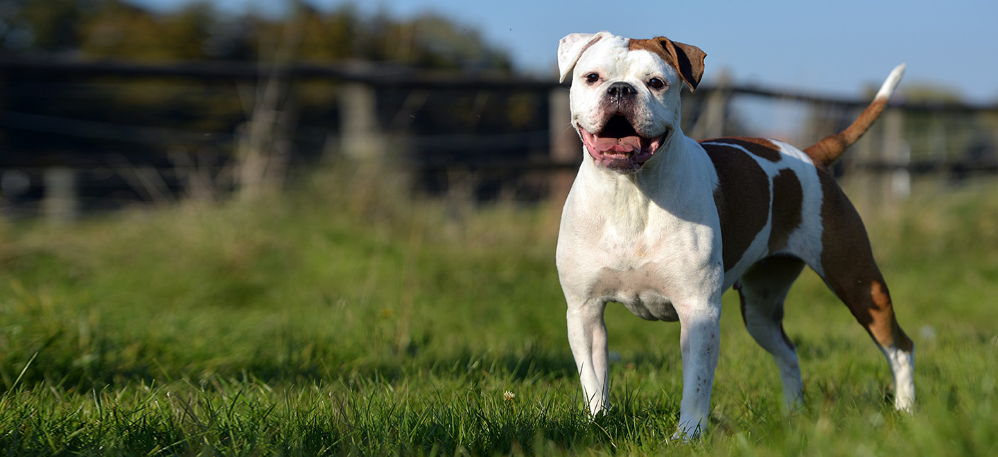 Brown and white Olde English Bulldogge on grass image