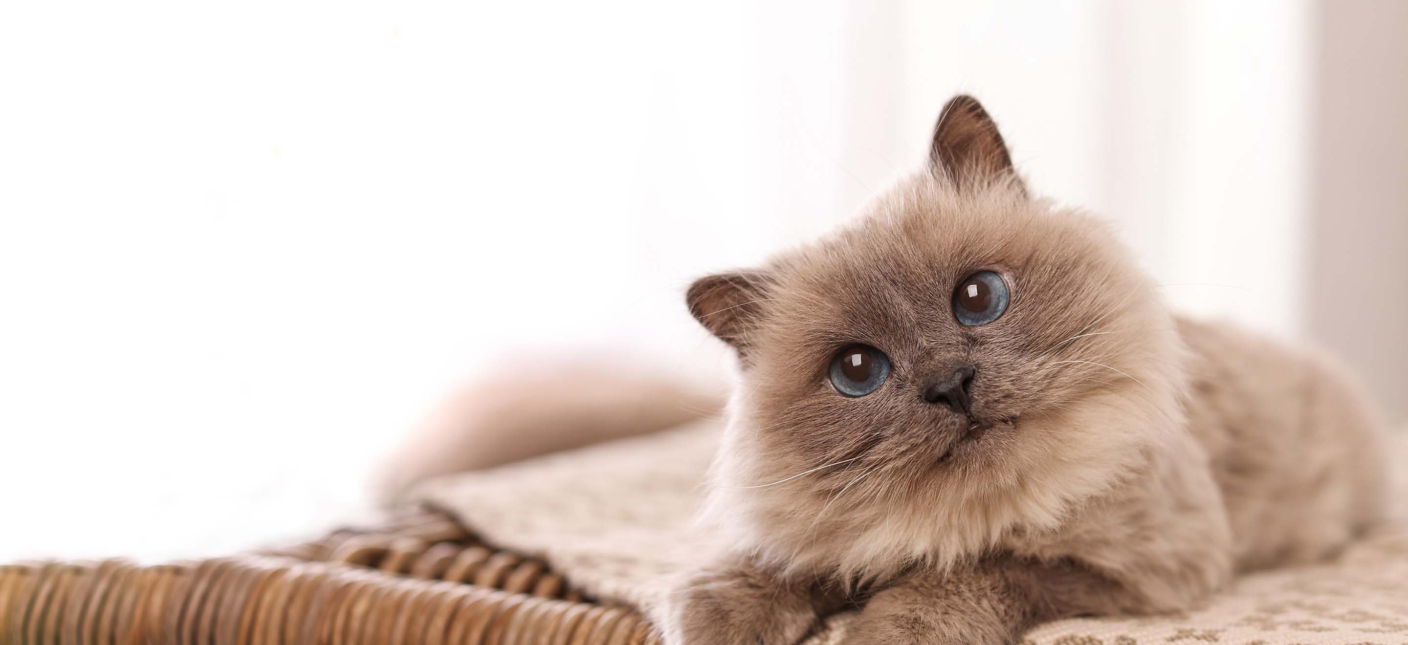 Birman cat with tilted head  looking at camera laying on a wool blanket image