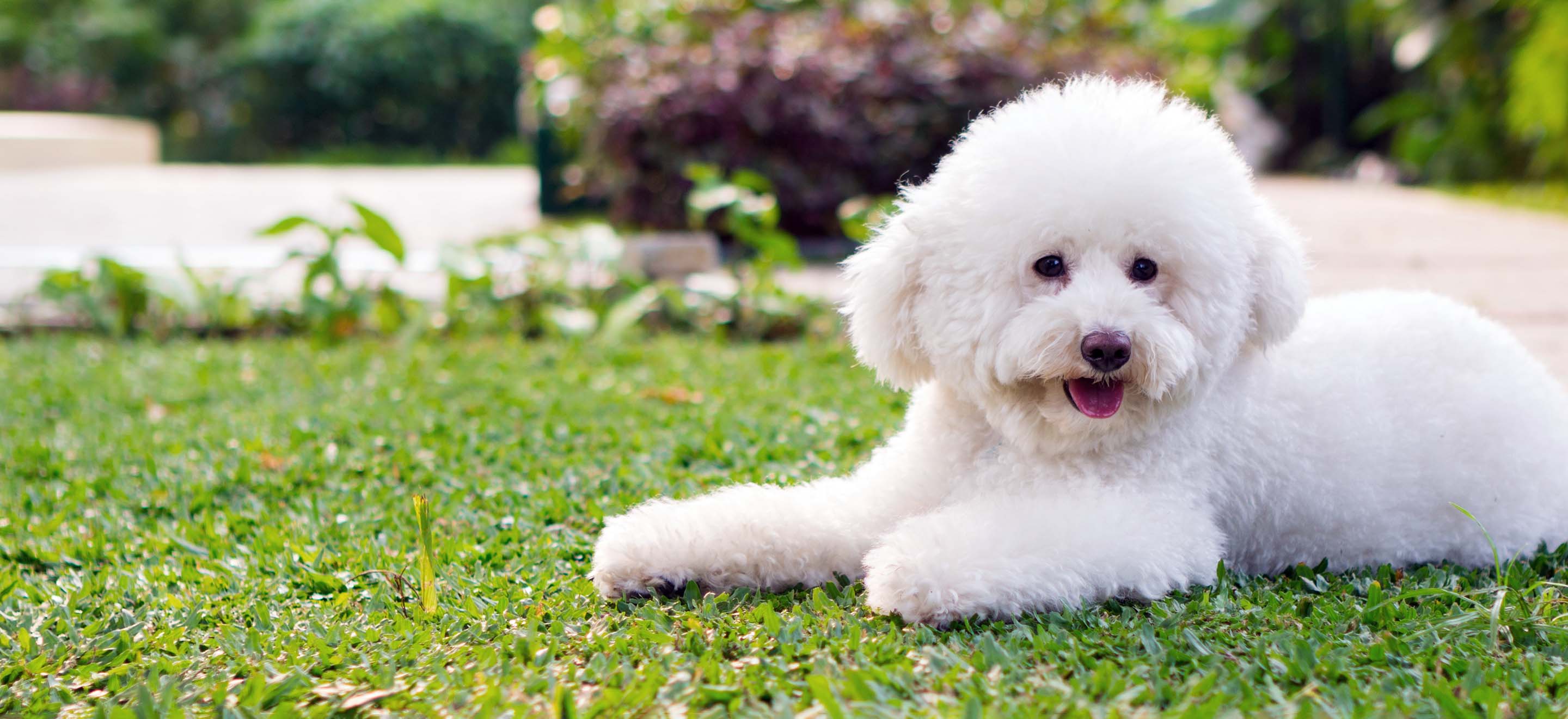 White Teacup Poodle dog laying in the garden image