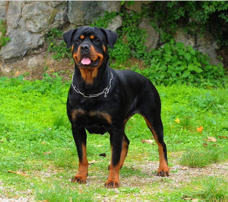 Local rottweiler hot sale breeders