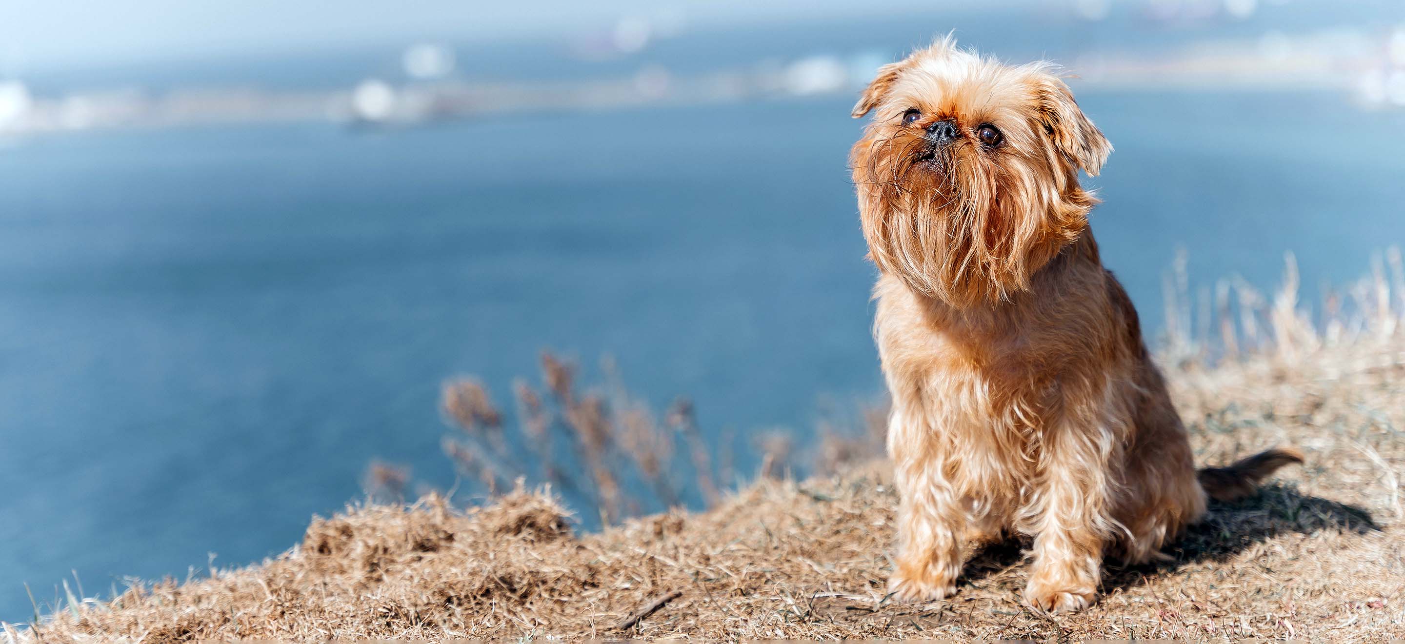 Tan Brussels Griffon sitting on a cliffside with a view of the ocean in the background image