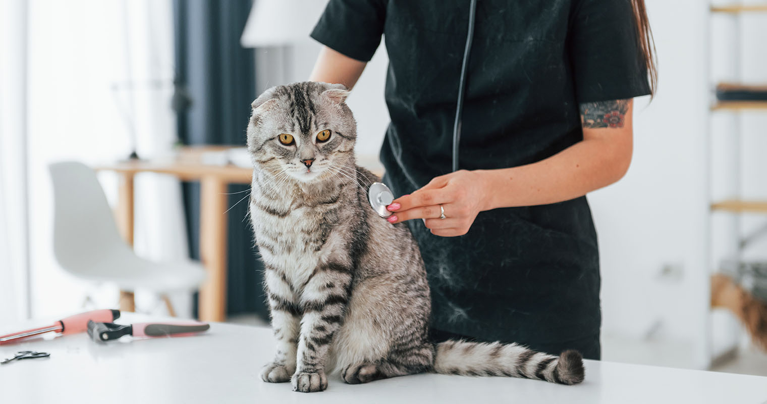 Cat Vaccine Schedule Shots Every Healthy Kitten Needs cat-vaccine-schedule-shots-every-healthy-kitten-needs