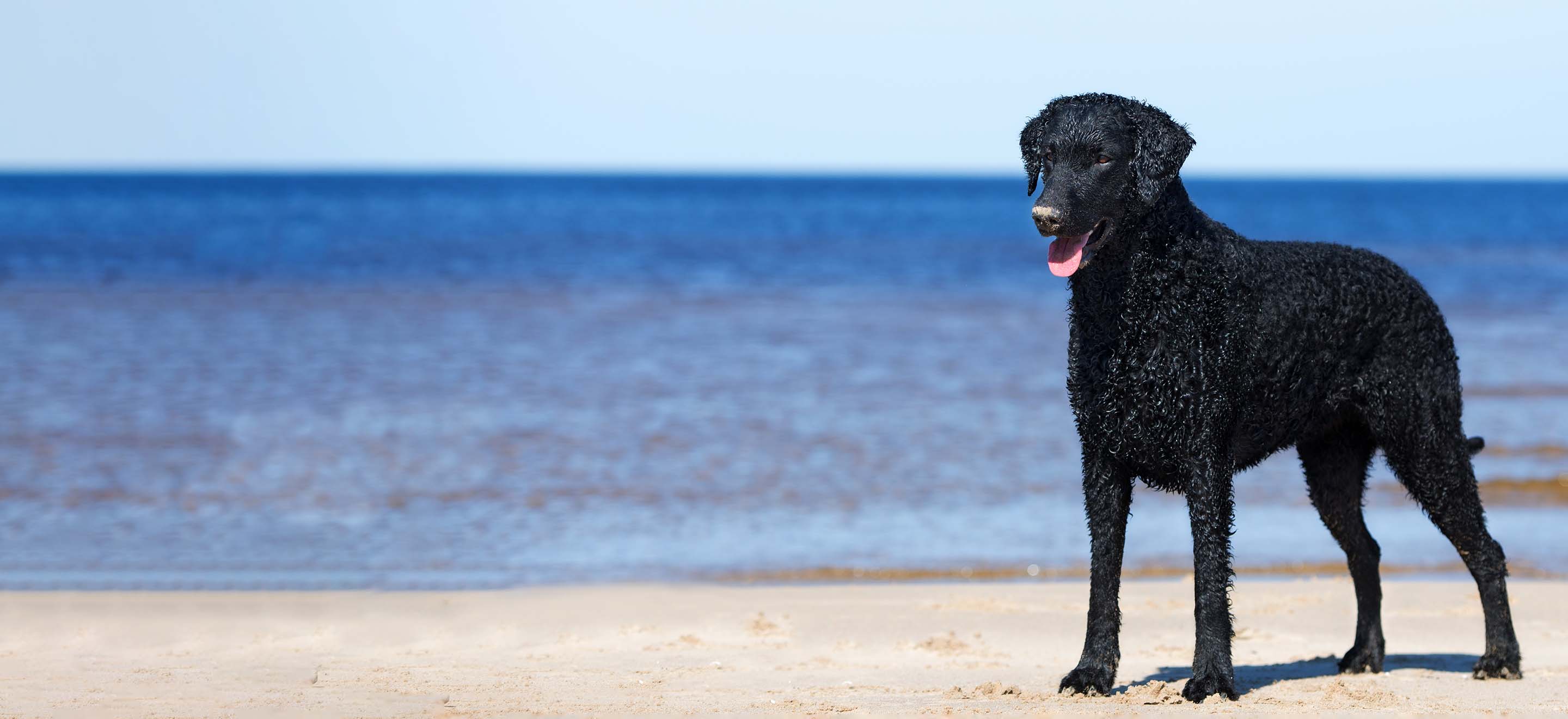 A Curly Coated Retriever standing on the sea shore image