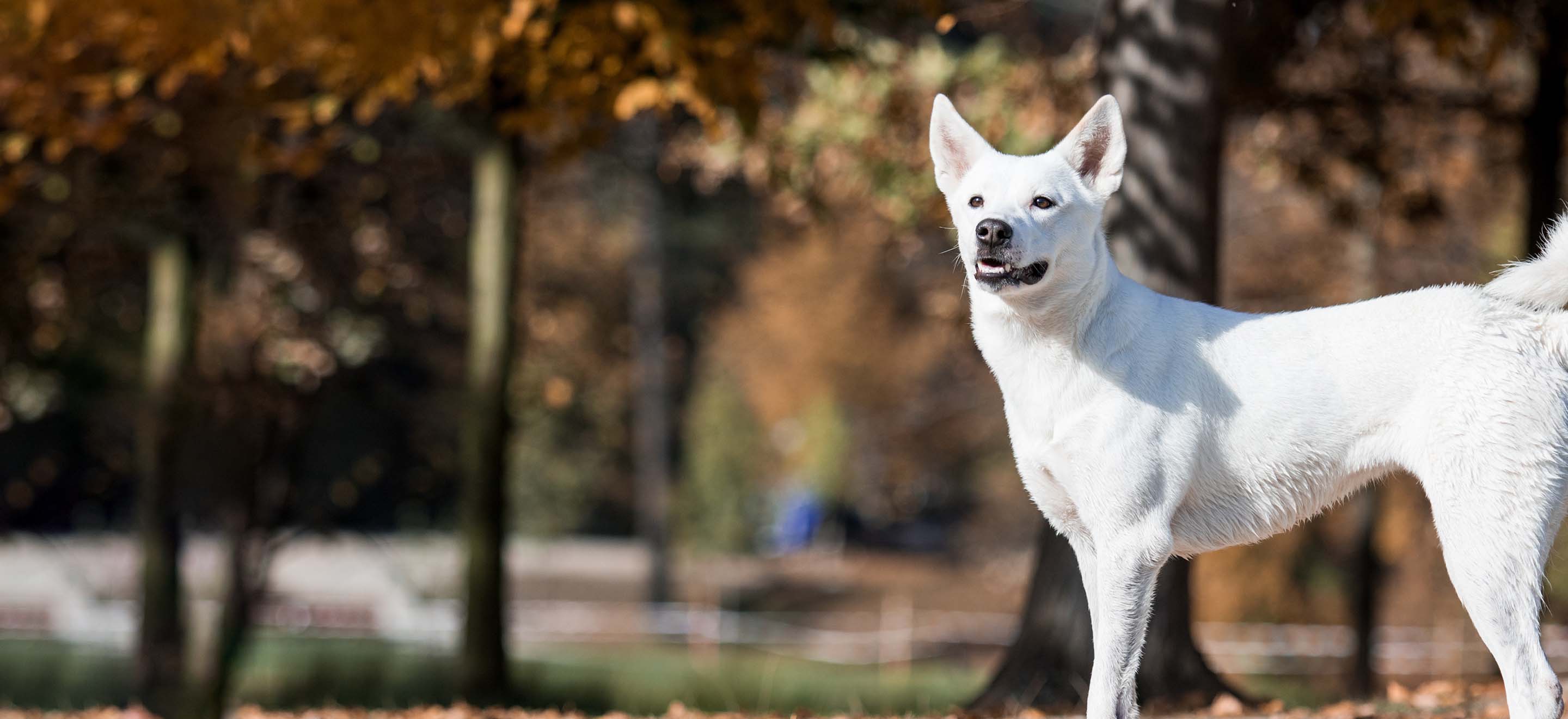 White Canaan dog standing in a park in Autumn image