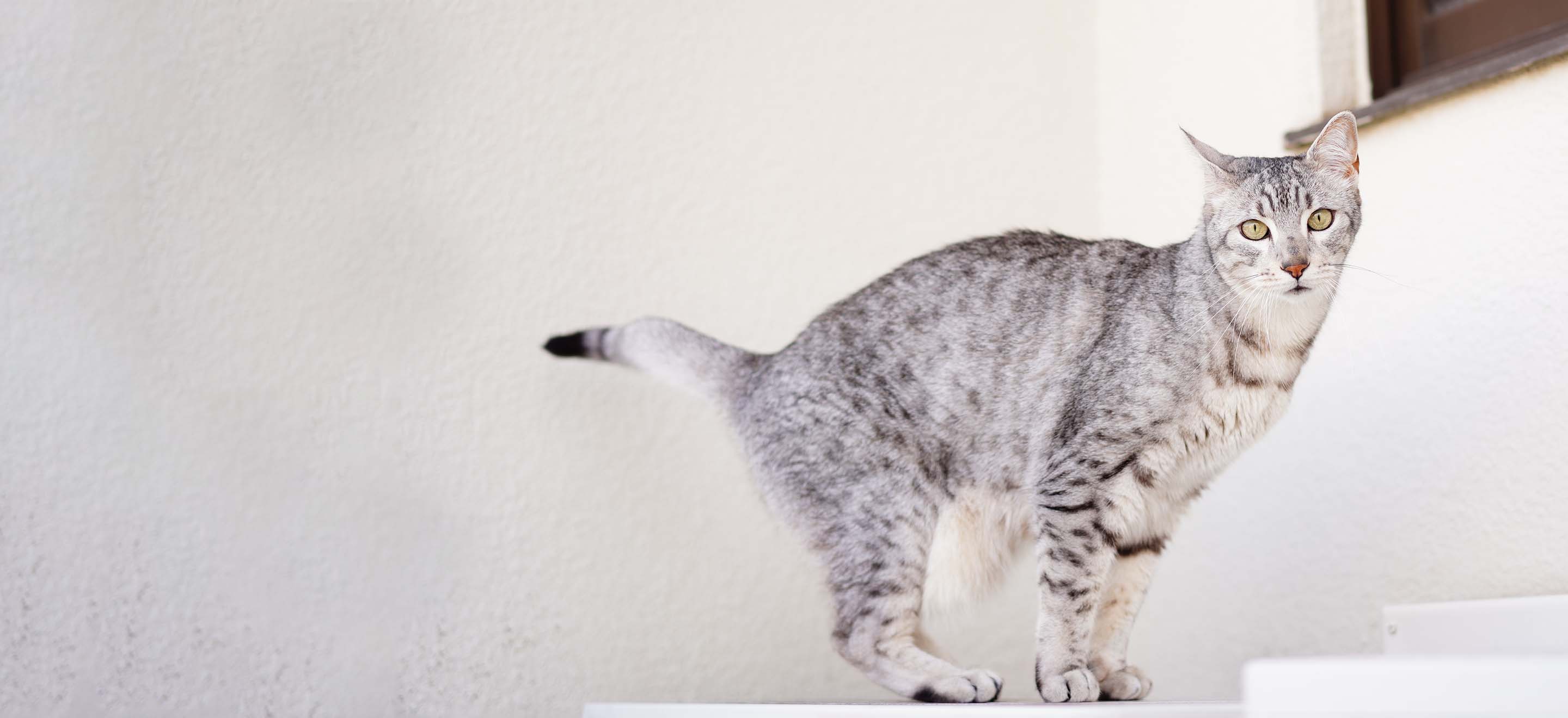 Gray Egyptian Mau cat standing on a white step image