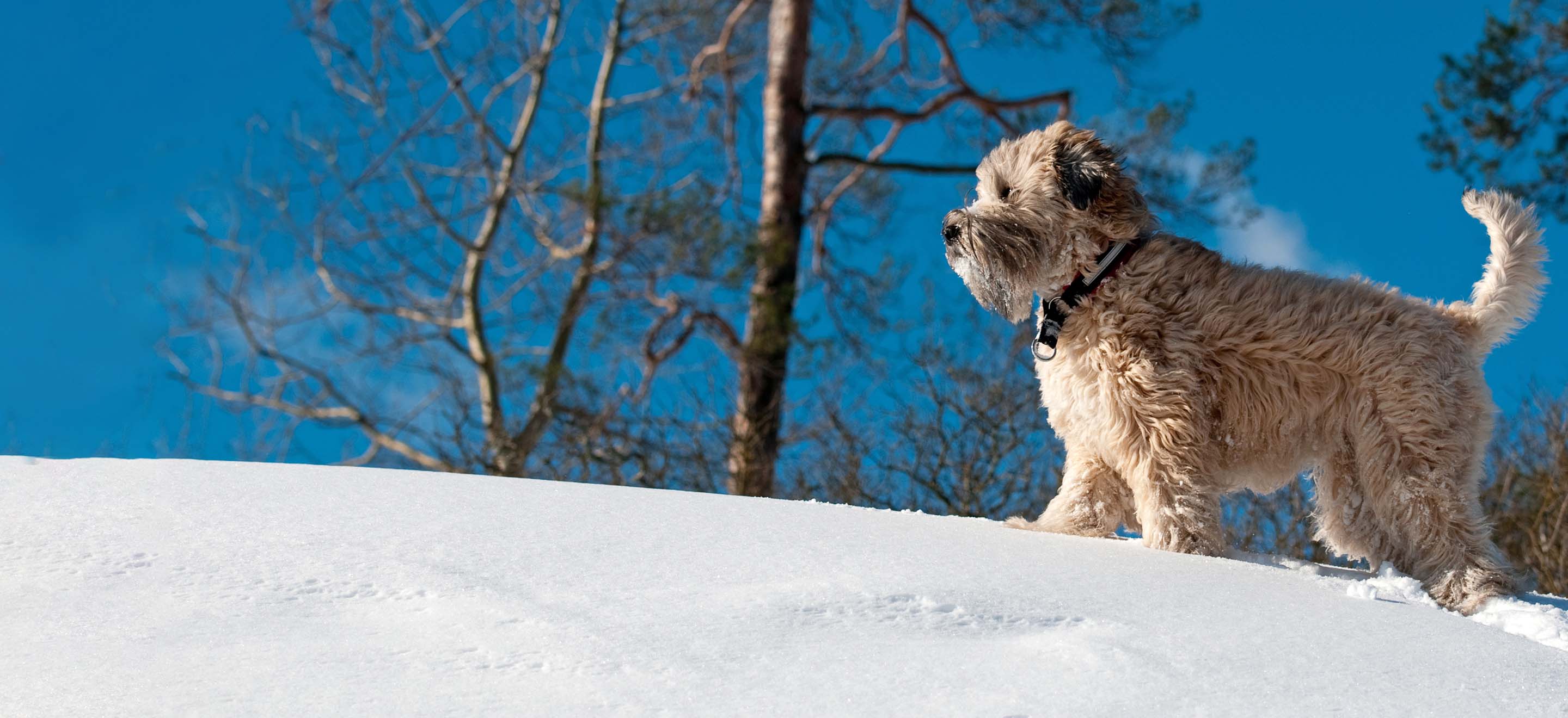 A Wheaten Terrier dog walking up a snowy hill in front of a blue sky image