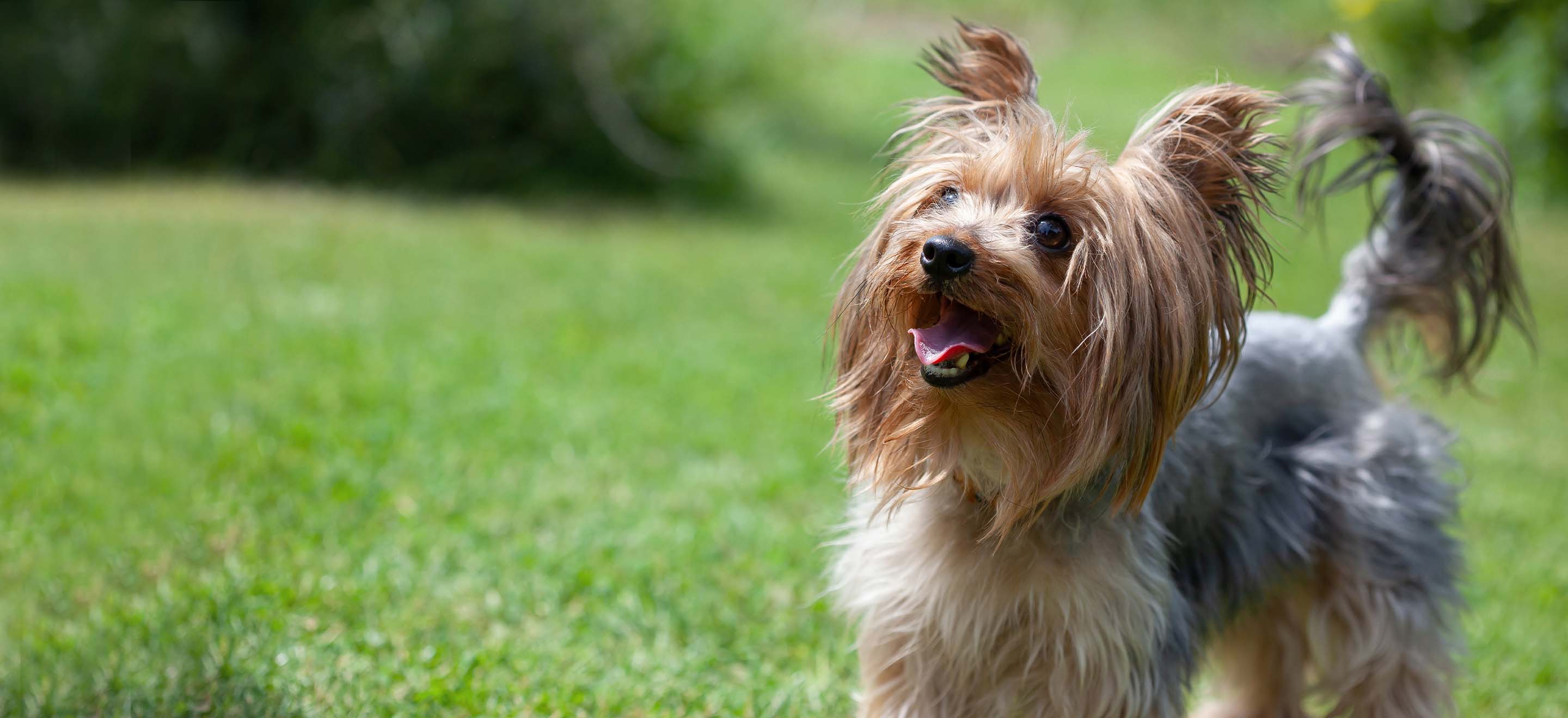 Yorkie puppy smiling image