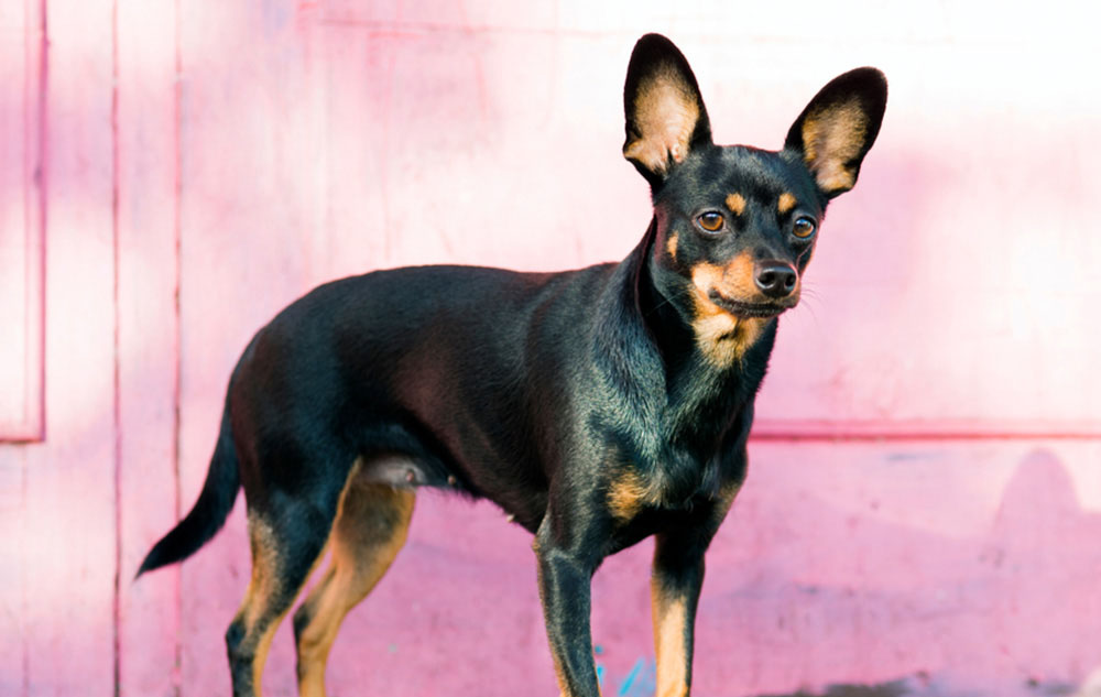 Full Grown Min Pin Papillon Lhasa Apso Mix Min Pin Papillon Mix