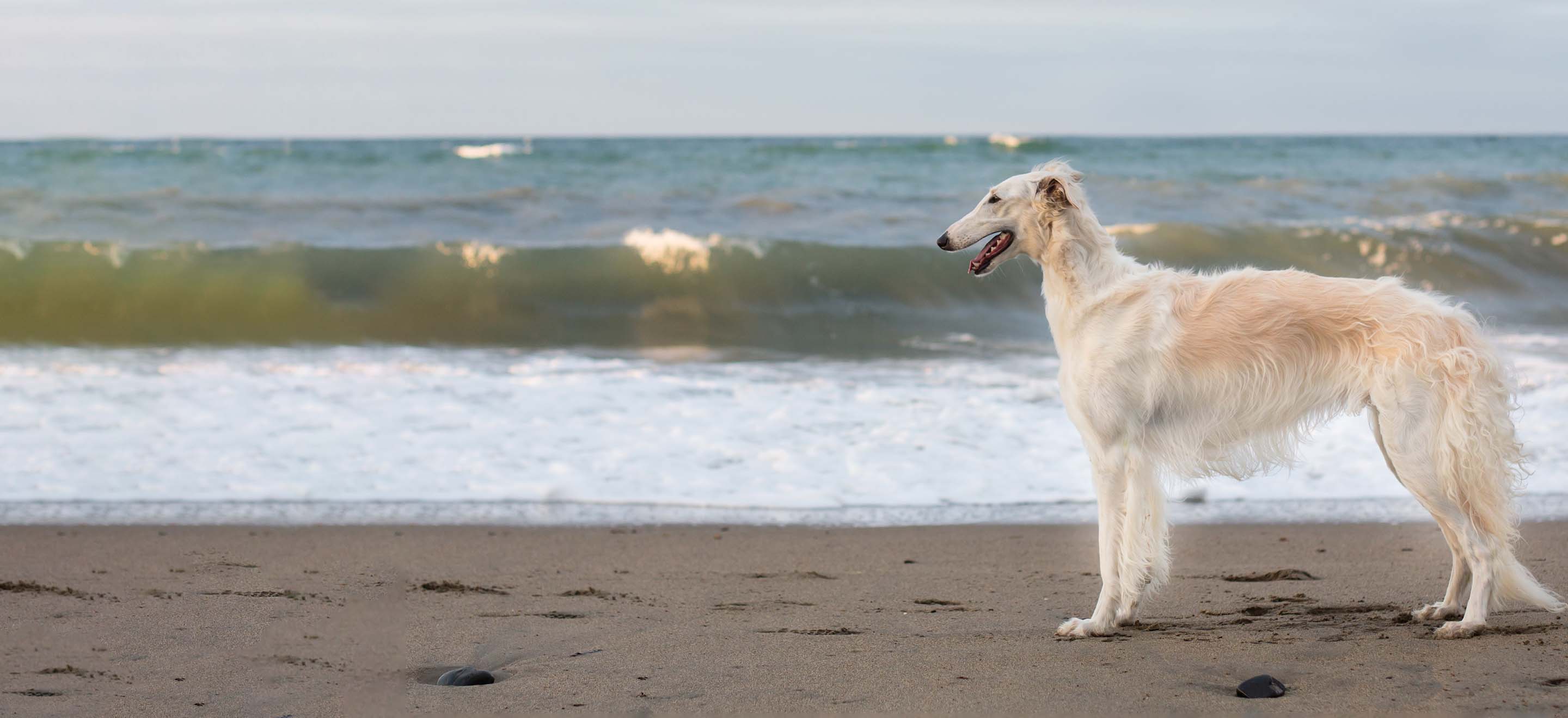 White Borzoi dog standing on the sand at the beach in front of the ocean image