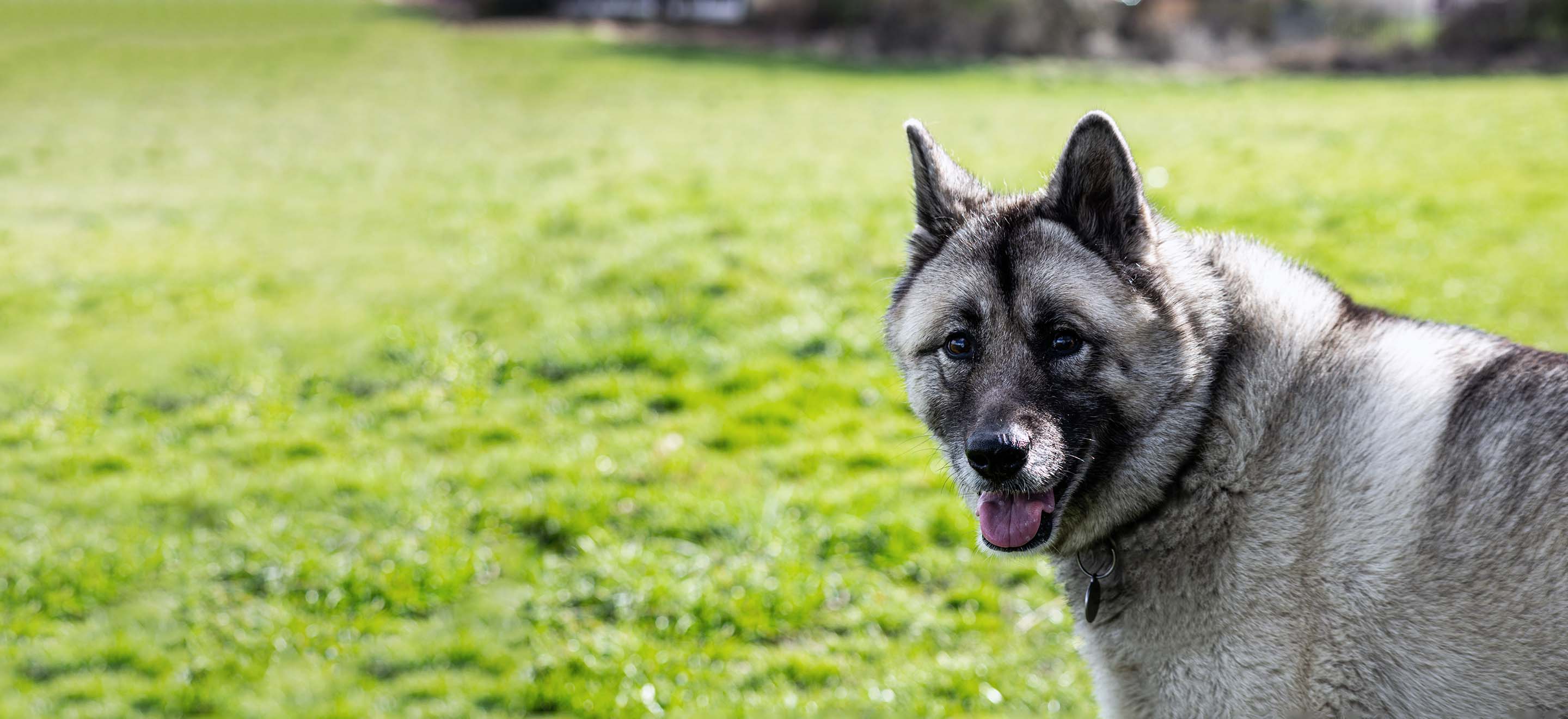 A Norwegian Elkhound standing in a grassy field image