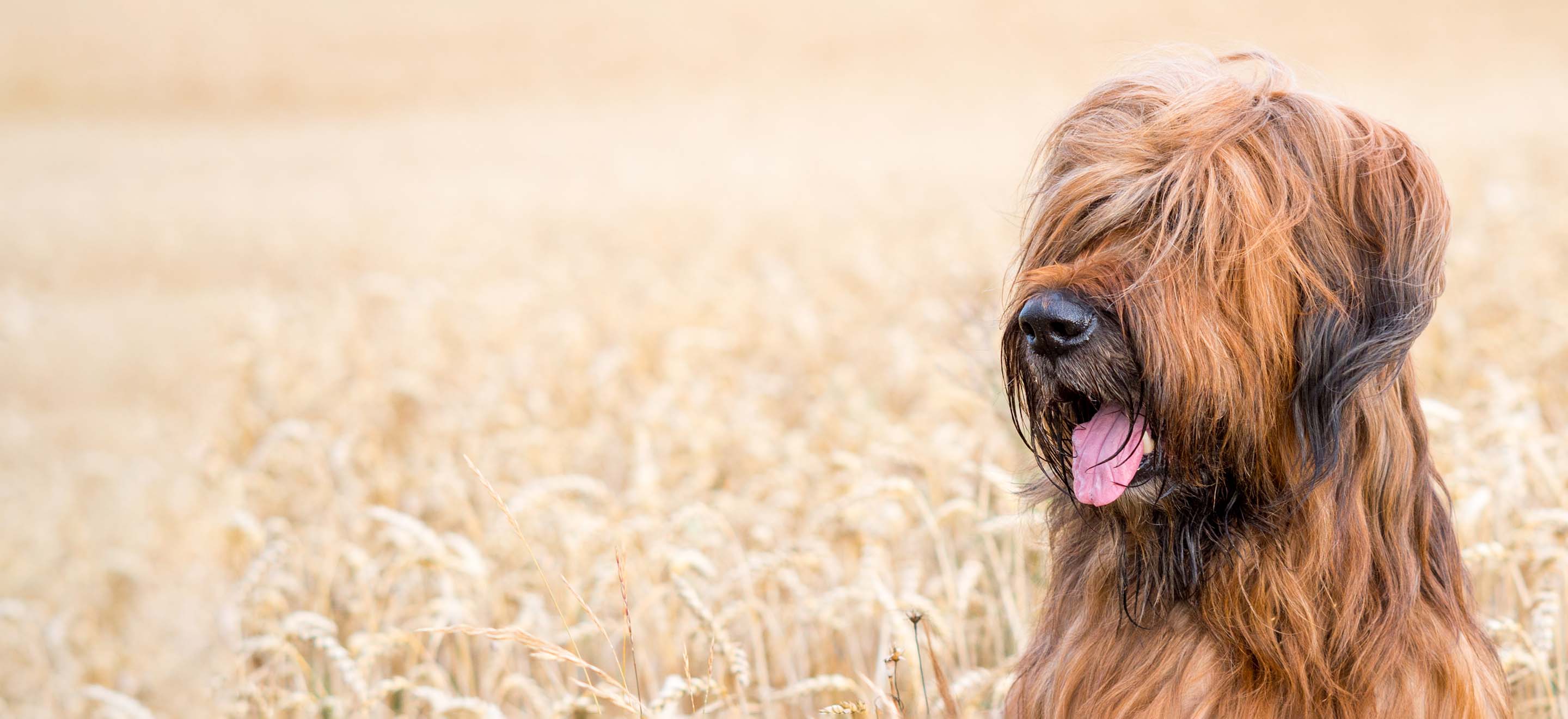 A Briard dog standing in a wheat field image