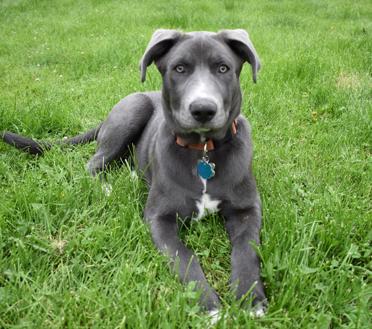 Picture of Blue Lacy/Texas Lacy