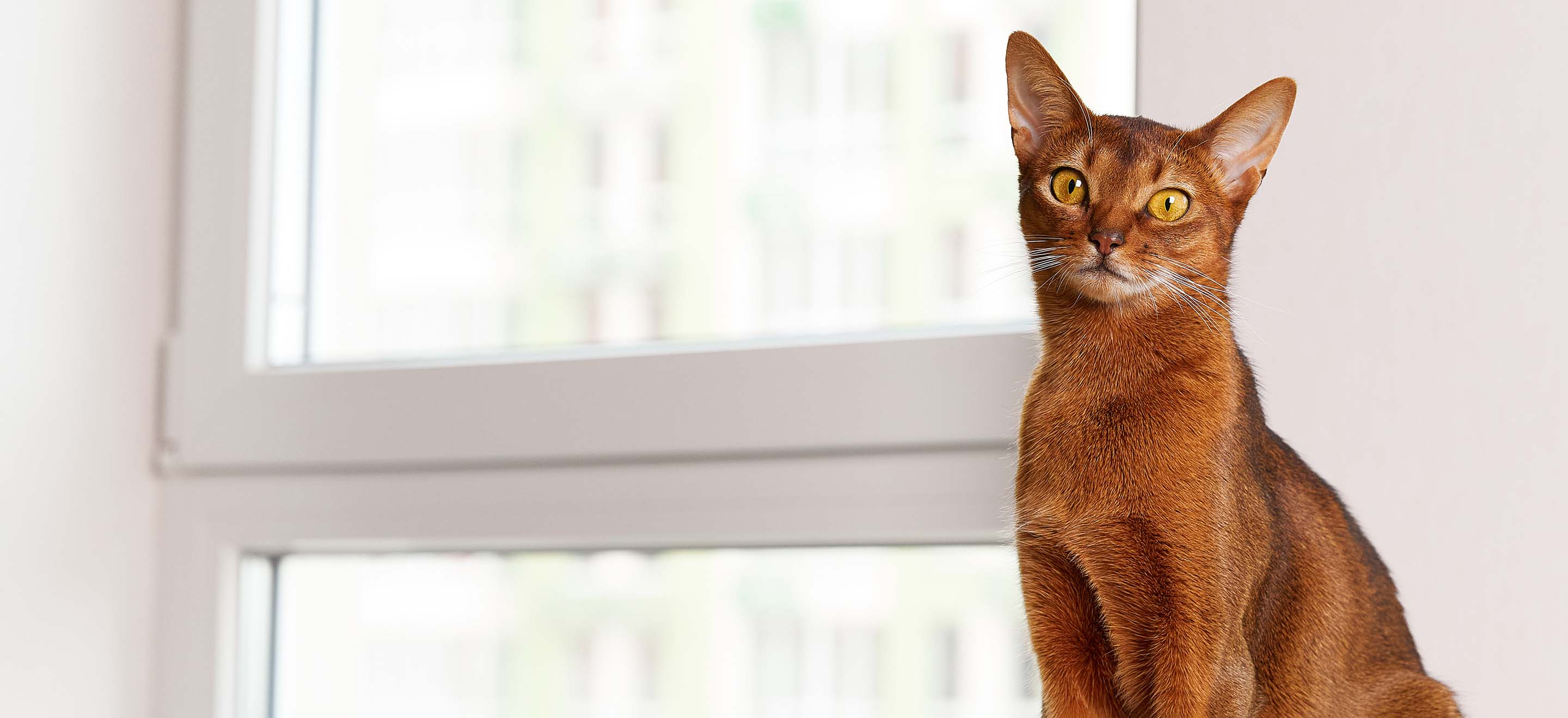 An orange Abyssinian cat standing on a cat tree by the window image