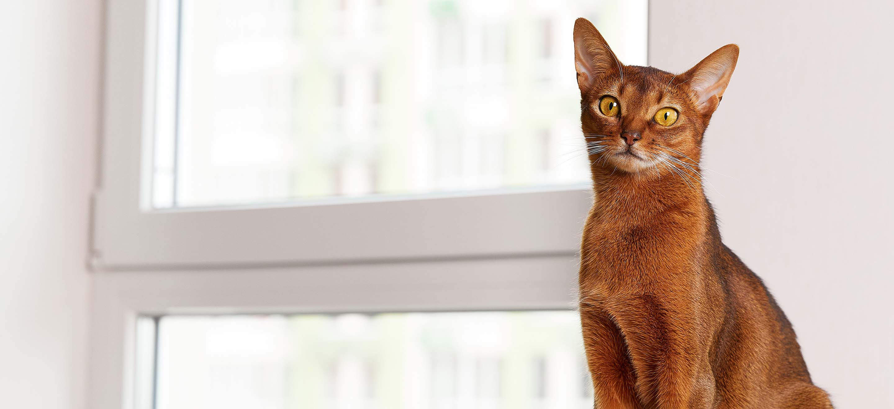 Abyssinian Kittens