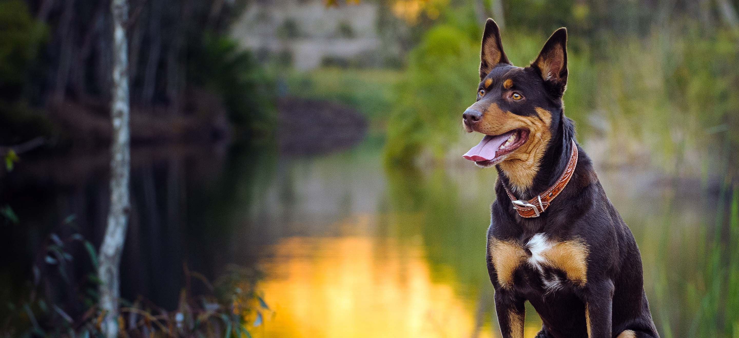 An Australian Kelpie dog sitting happily next to a lake image
