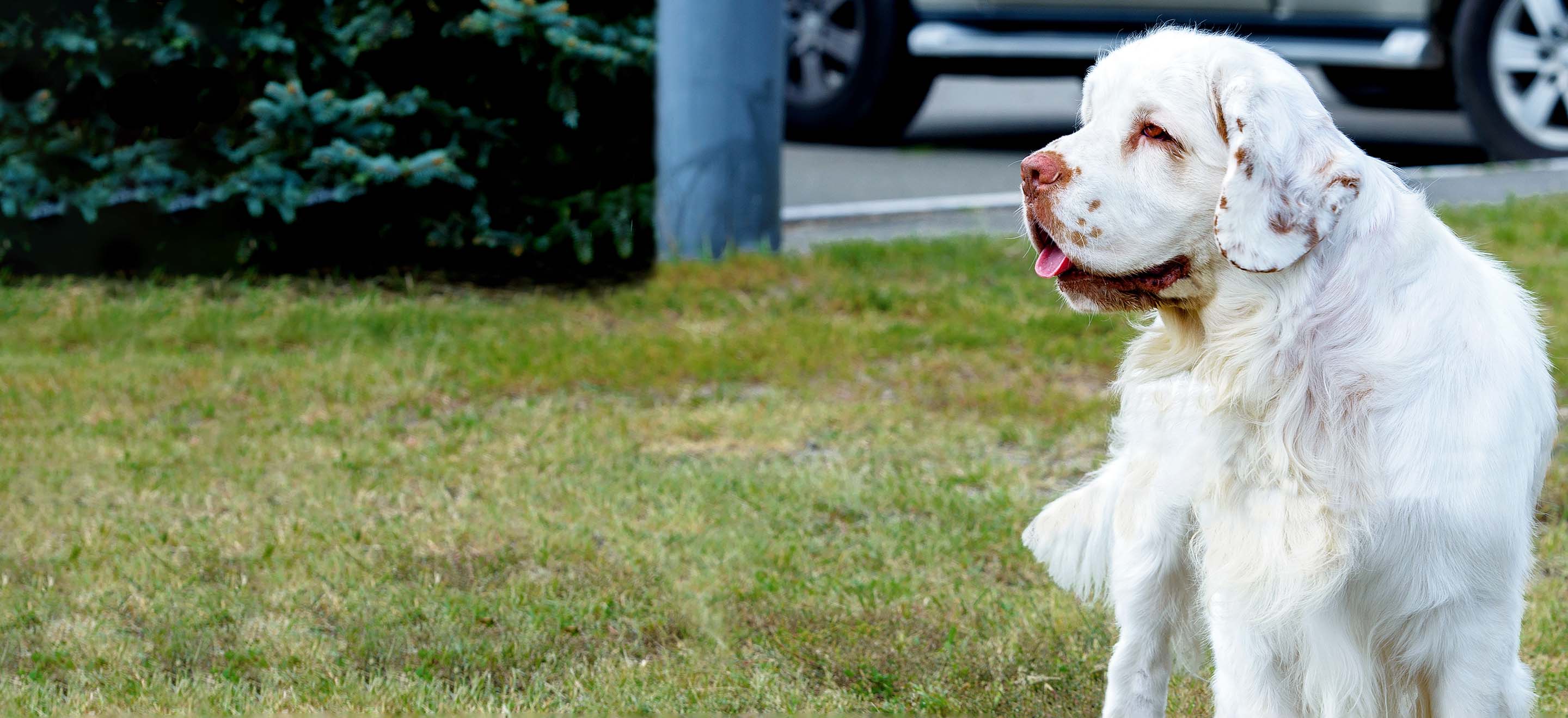 A Clumber Spaniel dog standing in a green field next to a parking lot image