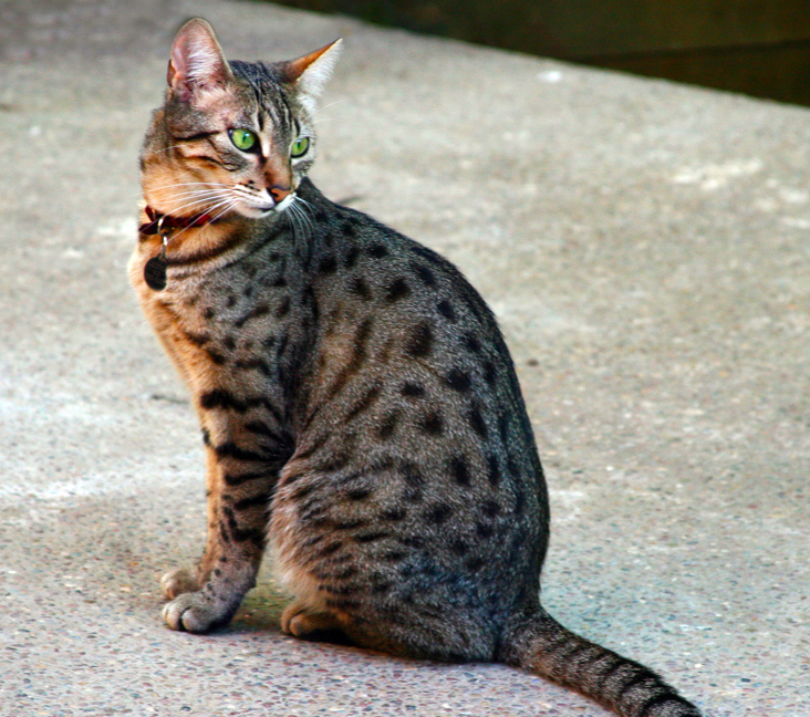 Picture of Egyptian Mau